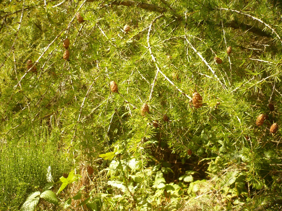 Larix decidua subsp. decidua (Pinaceae)